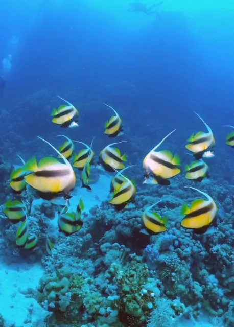 Bannerfish prie Raudonosios jūros