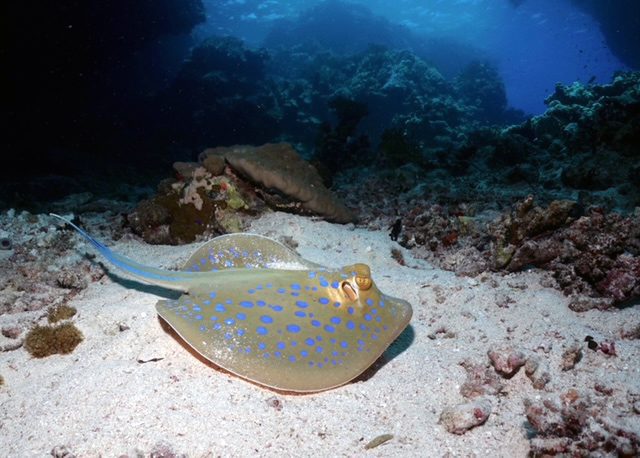 Blue-spotted sting ray (Kathy Hughes)