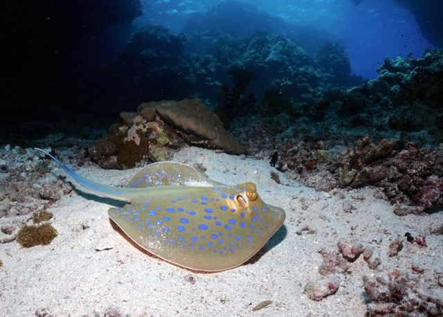 Blåfläckig sting ray (Kathy Hughes)