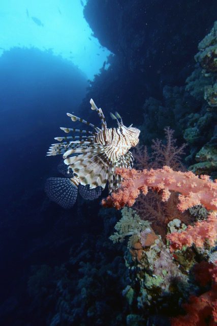 獅子魚（凱西·休斯飾演）