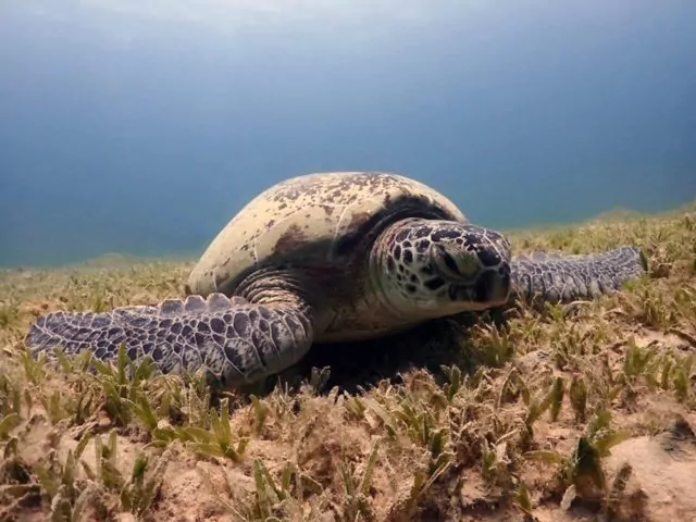 Grøn skildpadde (Kerry Peck) ved Røde Hav