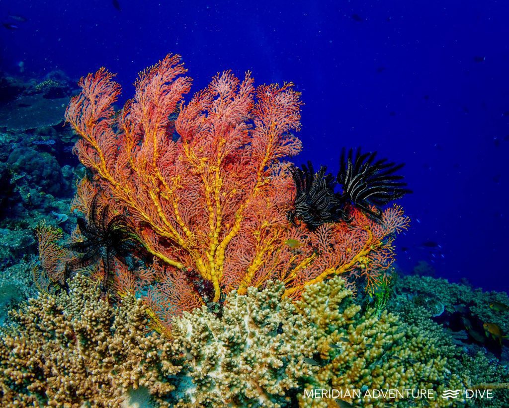 Reefs of Raja Ampat
