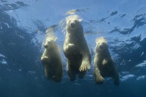Big three swimming polar bears