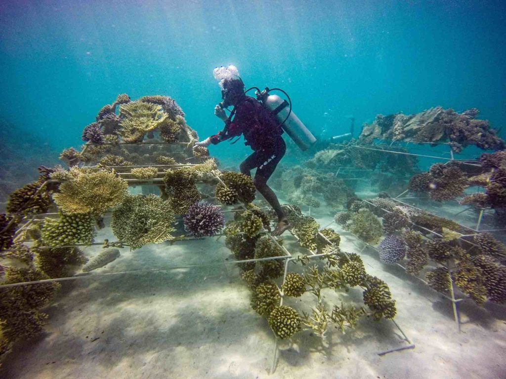 potápač a rozmnožené koraly