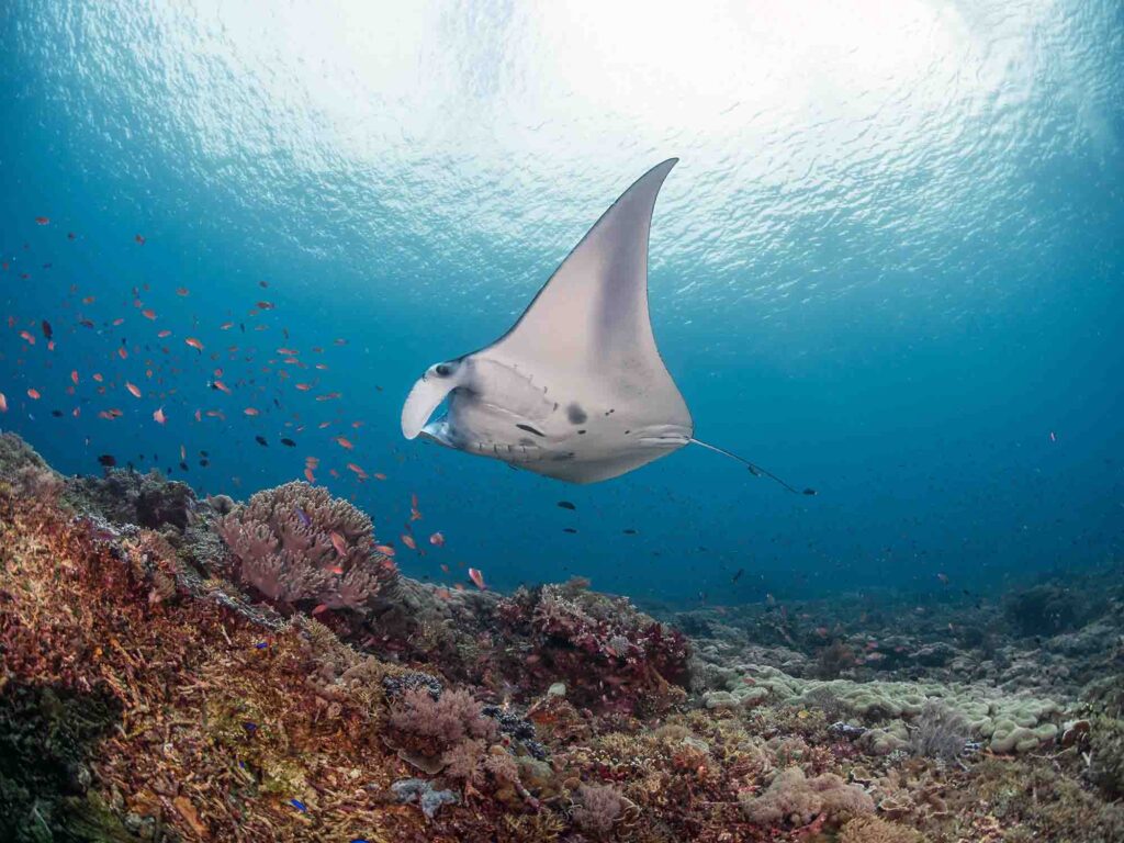 manta na grebenu pri Komodo