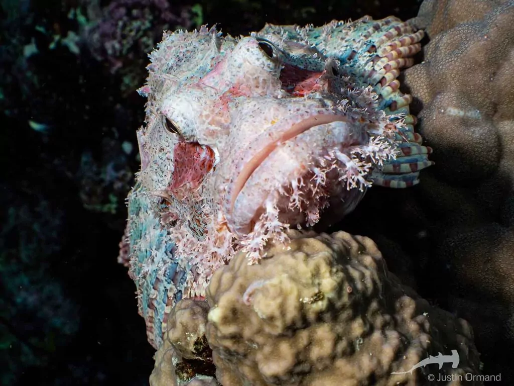 Scorpionfish