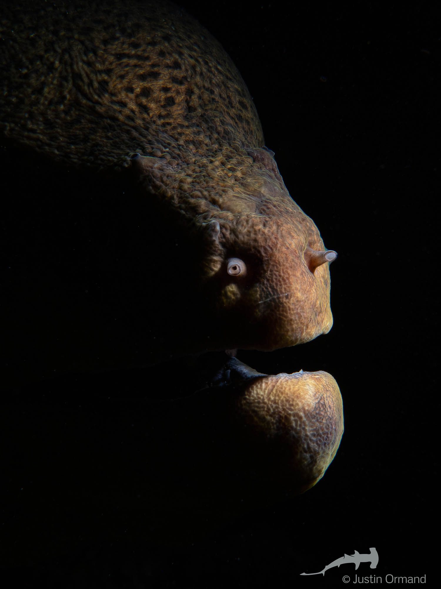 Large Moray eel – seen at night, this was the biggest at Umm Arouk (Justin Ormand)