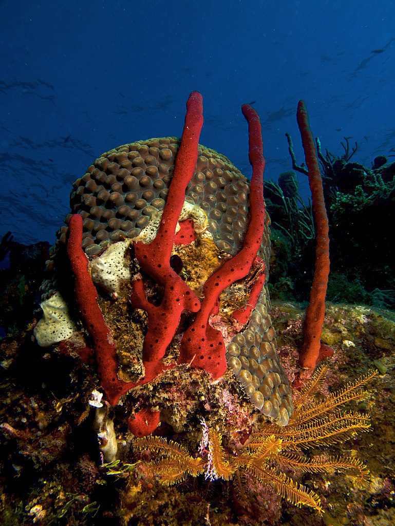 Amphimedon compresa éponge rouge comme un plongeur la reconnaîtraitCorail rouge