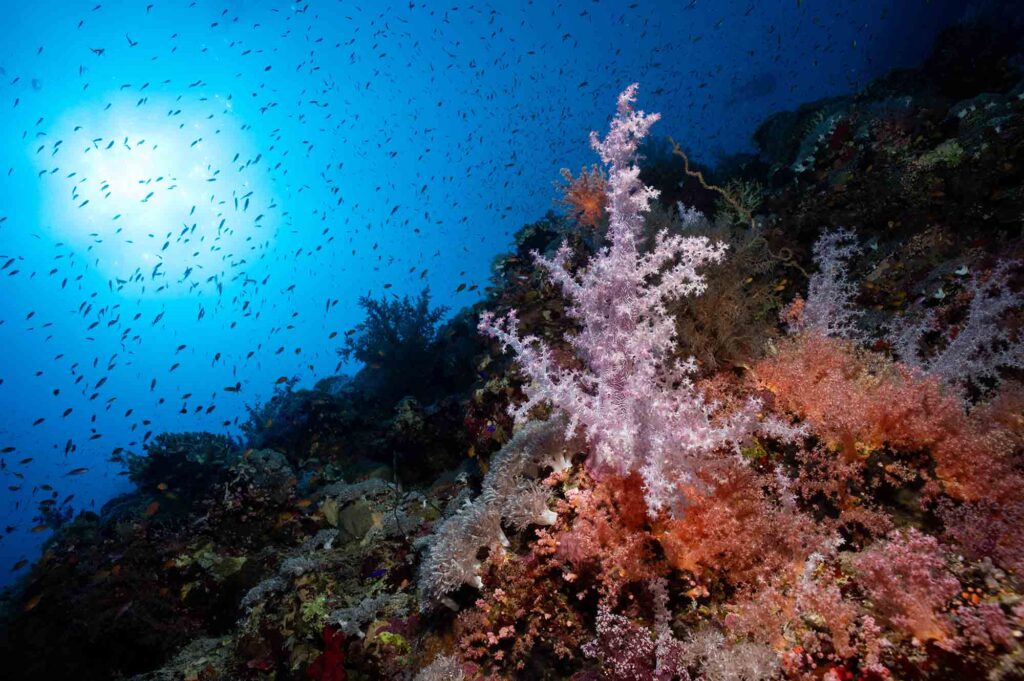 Arrecife de coral del Mar Rojo