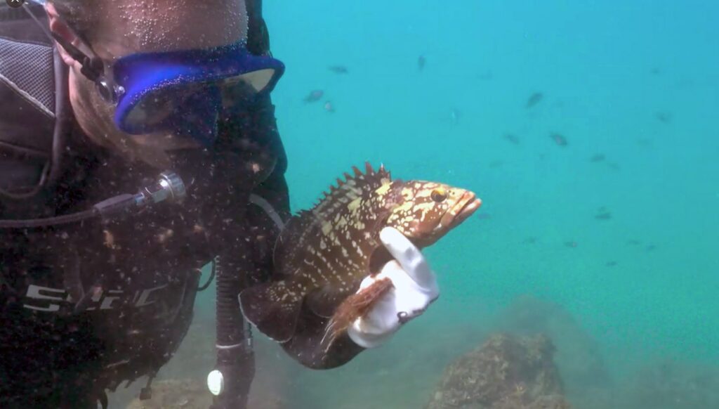 Spanish diver cuts fish free