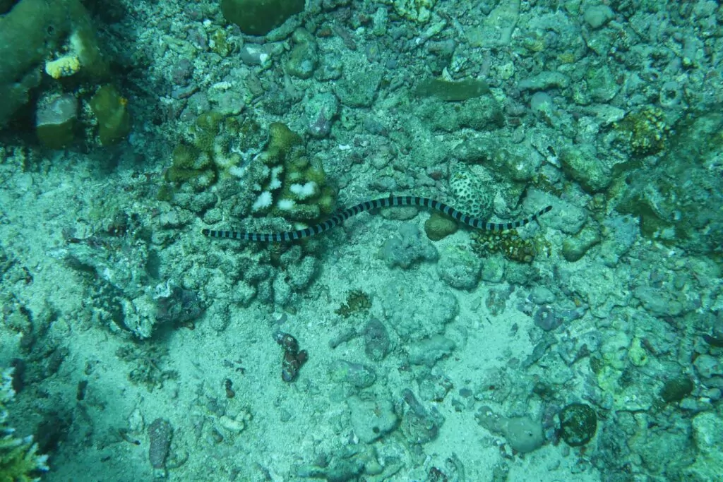 Serp tal-Baħar Banded Mifhum ħażin