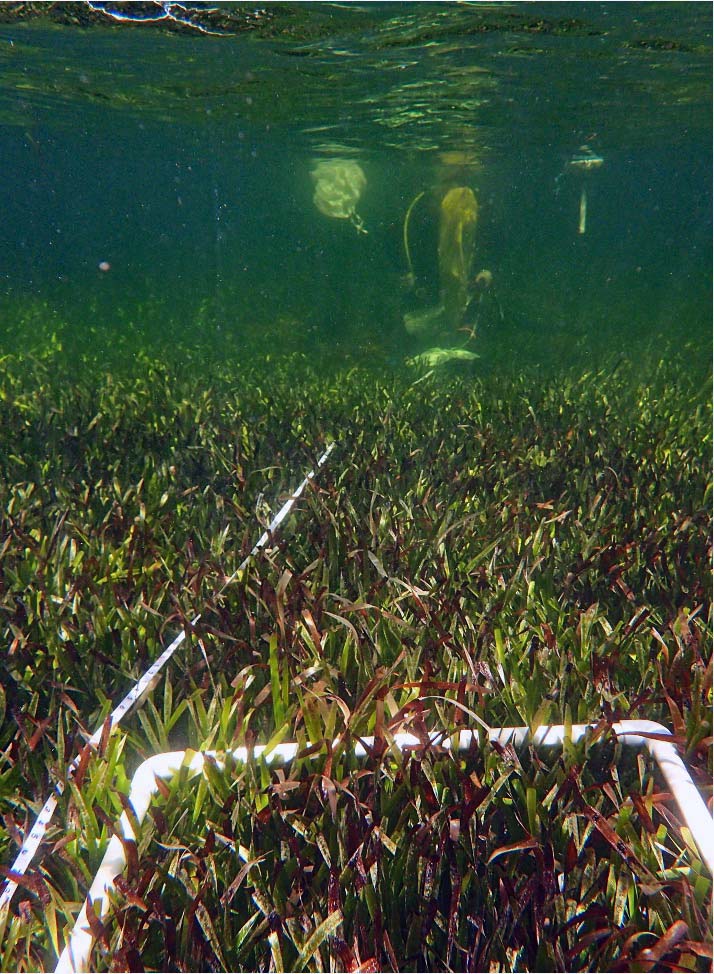 Odber vzoriek Posidonia v Shark Bay (Rachel Austin)