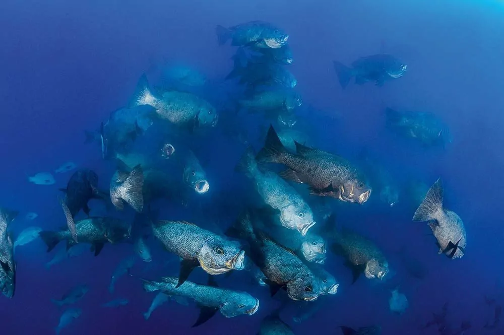 Spawning aggregations offer unusual opportunities, such as these snappers feeding on a cloud of eggs. Taken with a Nikon D4 and Nikonos 13mm, Subal housing, Seacam 150 strobes. 1/100th @ f/8, ISO 640.
