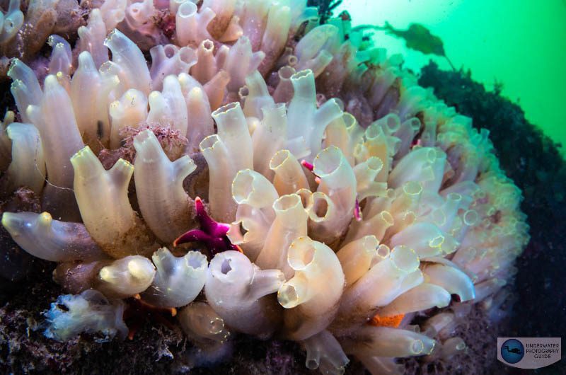 Vase tunicates