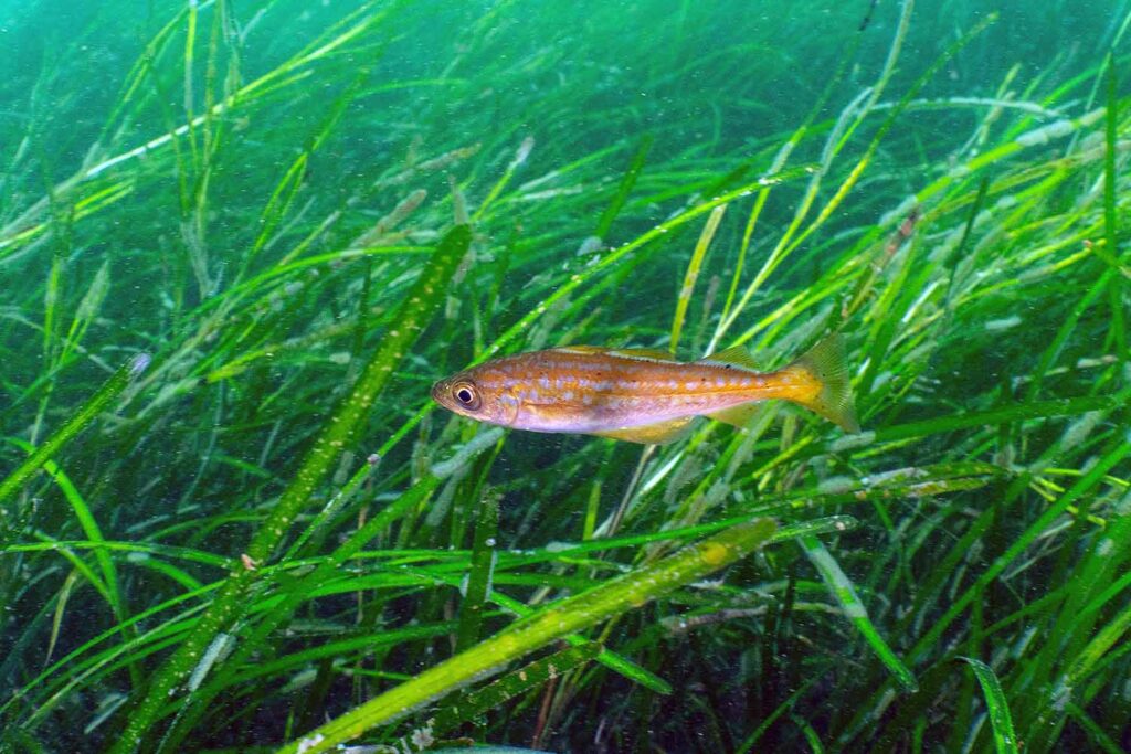 juvenile pollack in seagrass