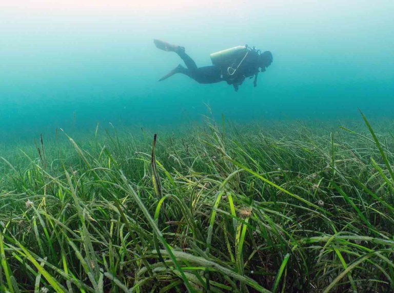 Blue Meadows – diver over seagrass meadow