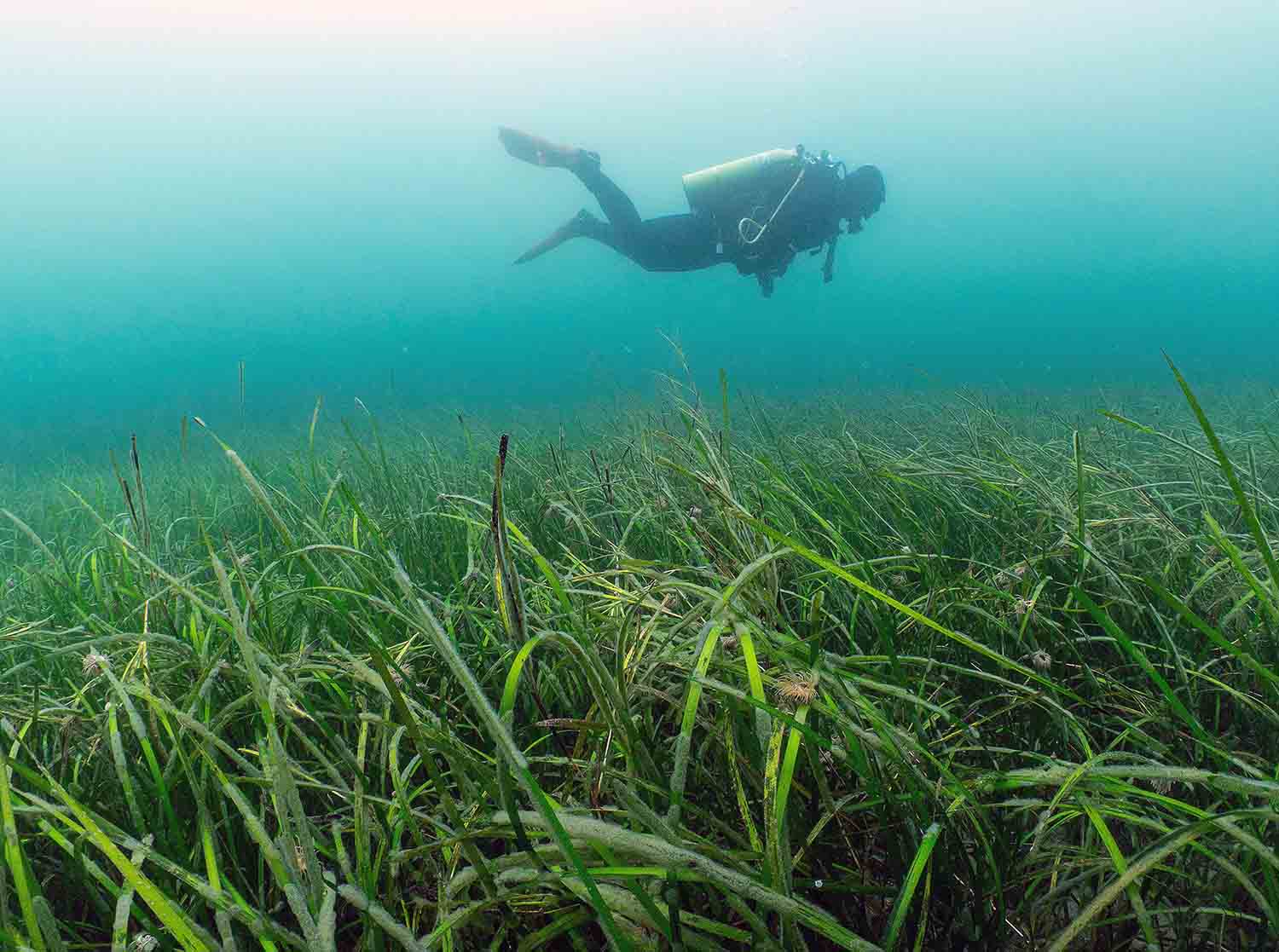 Seagrass Meadows on the Ocean Floor