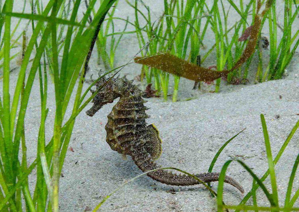 Seahorse in seagrass