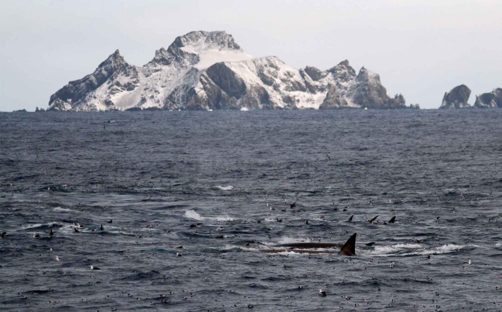 Fin whales