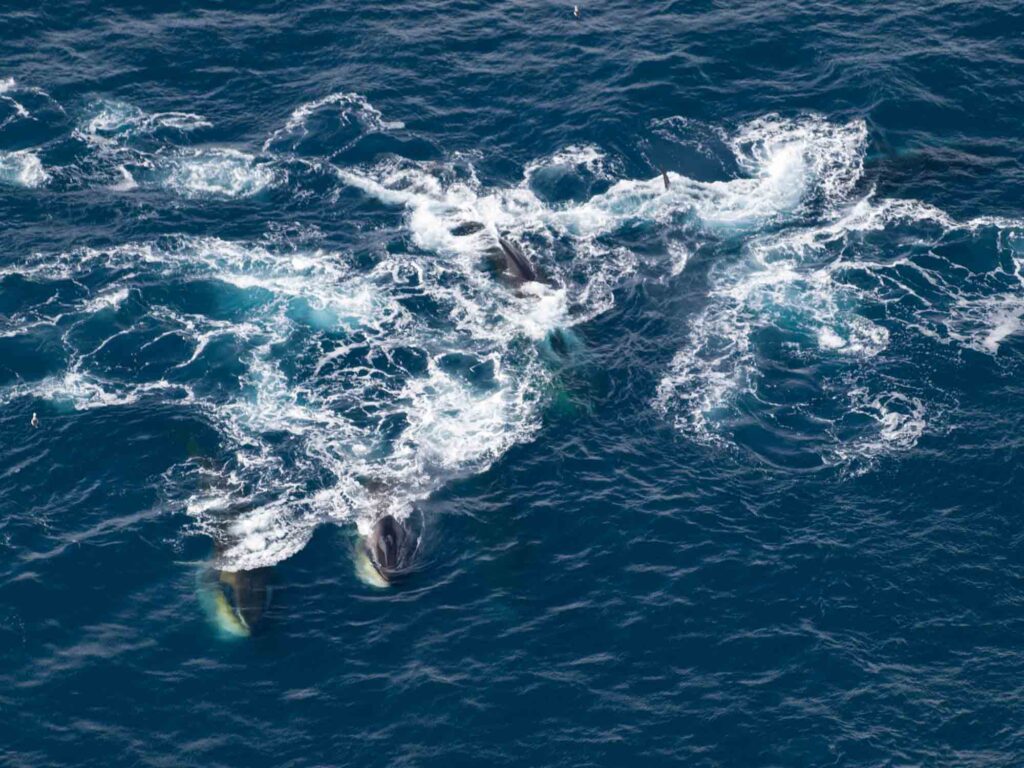 Fin whales