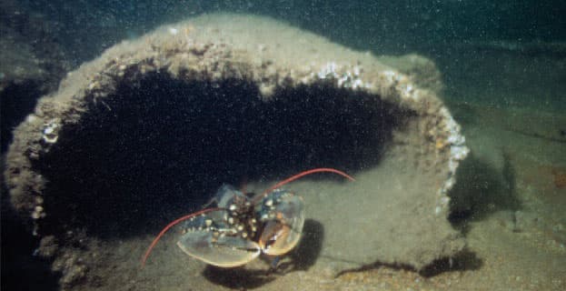 A lobster guards its home in a pipe by the boilers of the Cairndhu