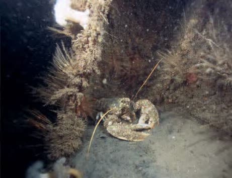 A lobster, probably as old as the wreck is!