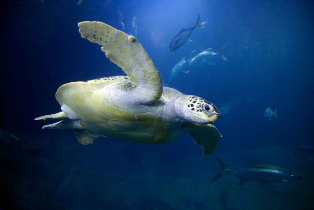 Grüne Schildkröte