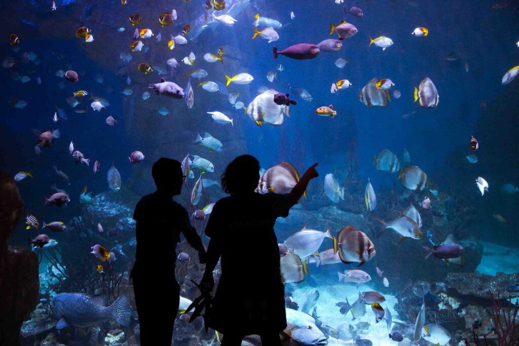 Great Barrier Reef display