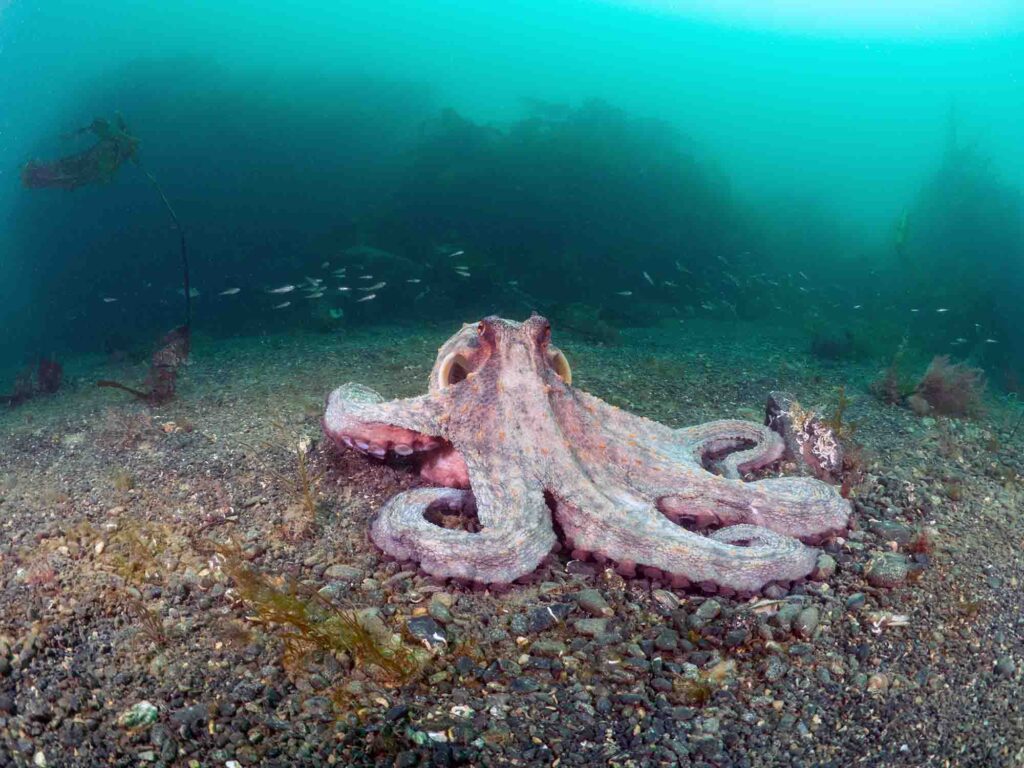 Octopuses are booming in Cornwall