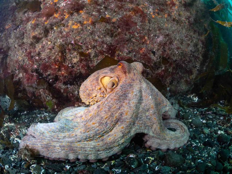 Octopuses are booming in Cornwall