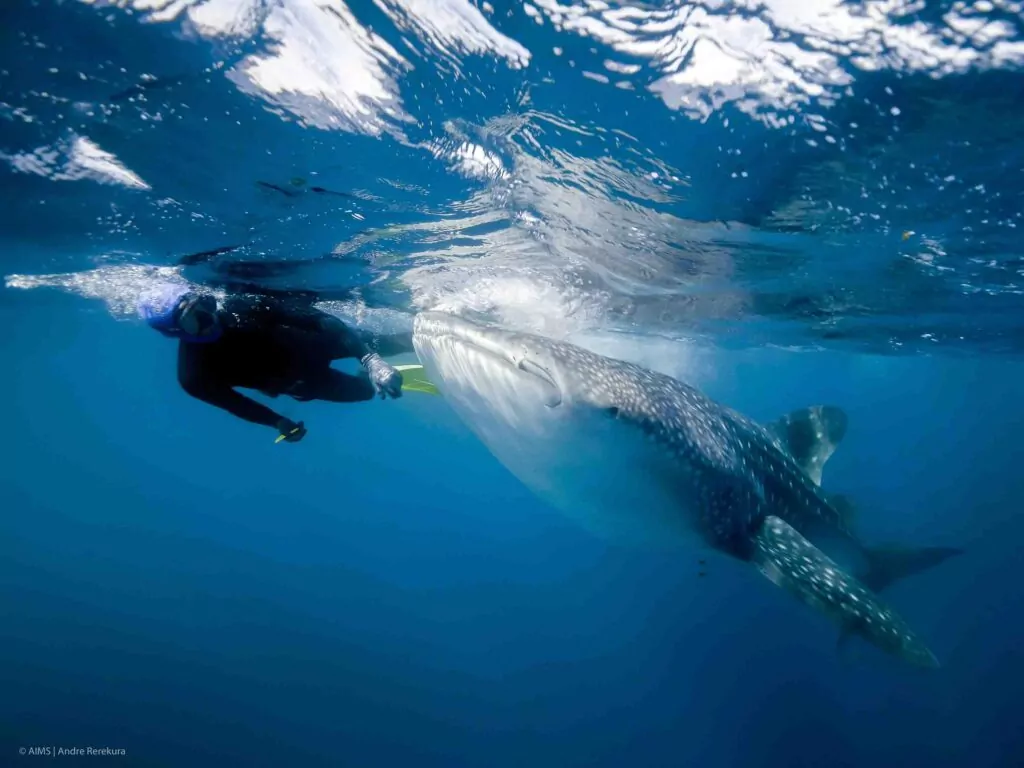 Des experts choqués par le régime alimentaire des requins baleines