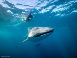 Biologists conduct research on whale sharks