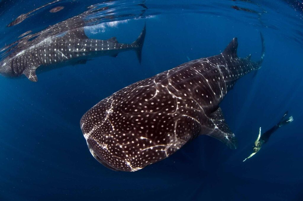 whale sharks