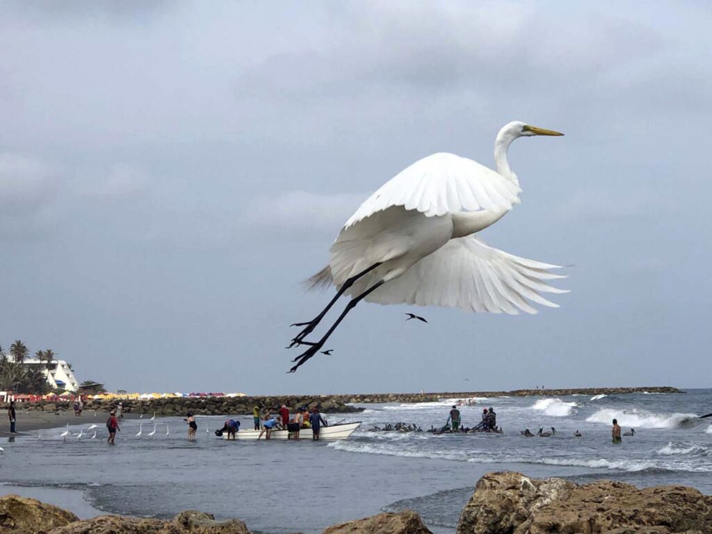 Terbang Ardea Alba