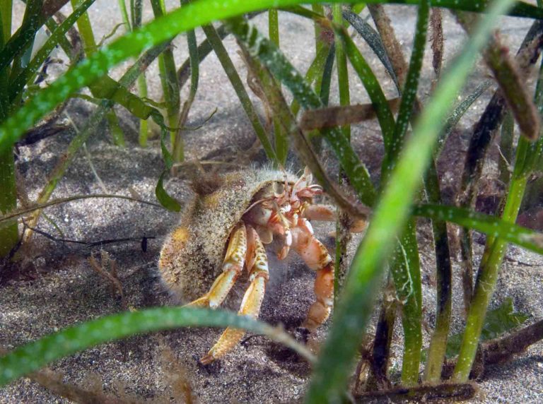 Seagrass with hermit crab