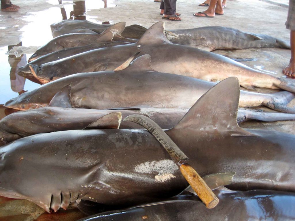 shark-finning