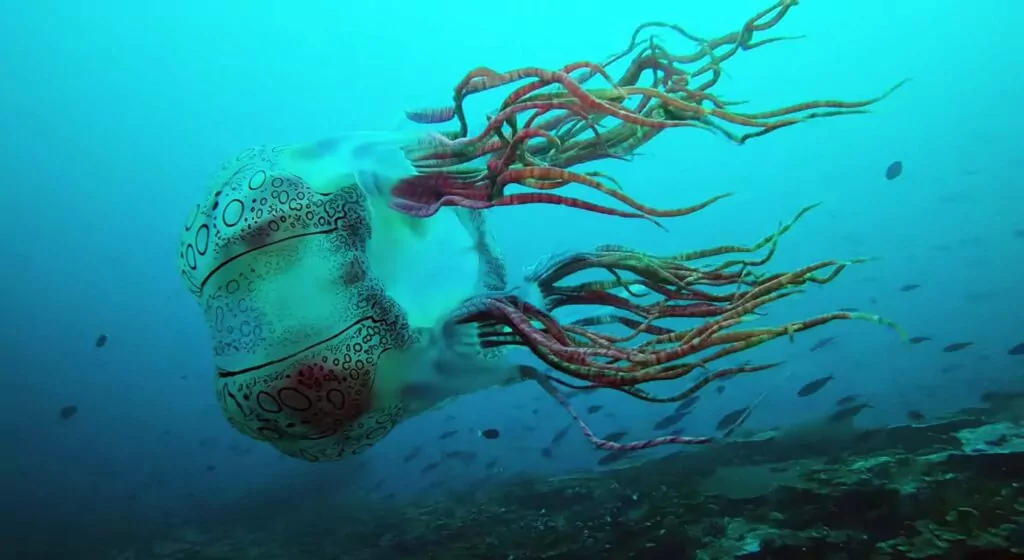 Rare underwater sightings in Pacific