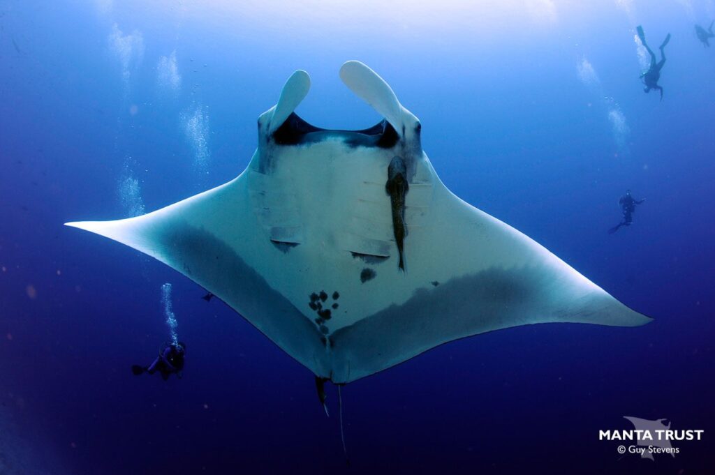 Oceanic manta ray