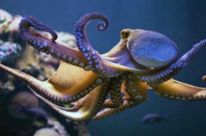 Jumping genes can explain octopus intelligence