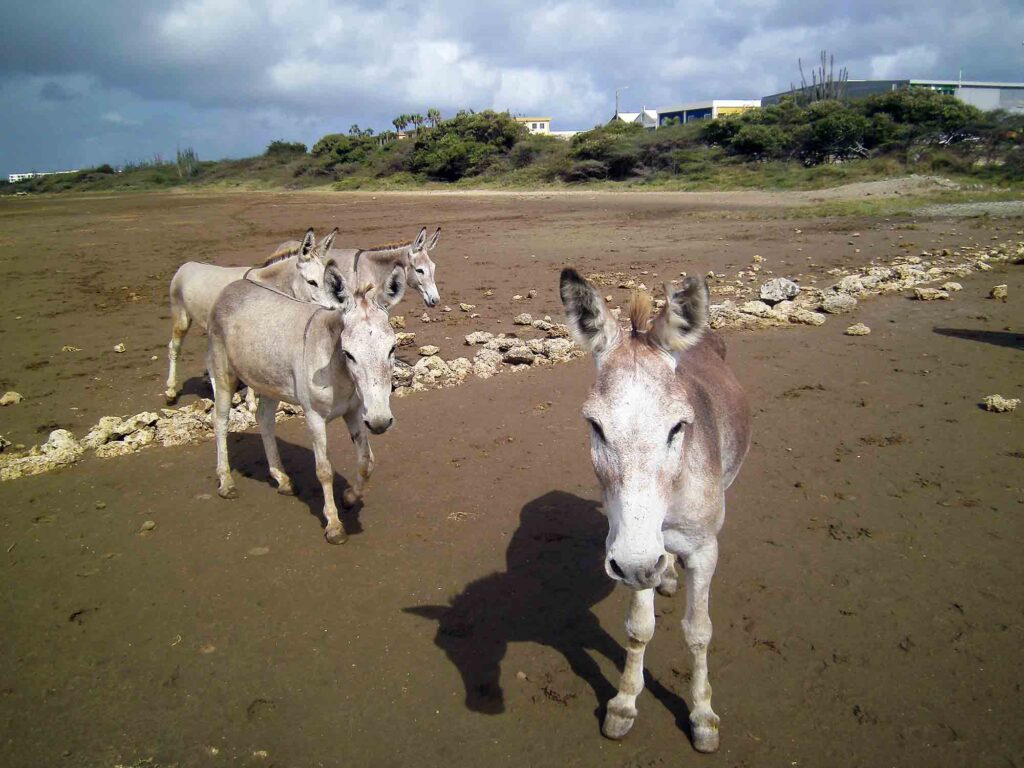 burros selvagens em Bonaire