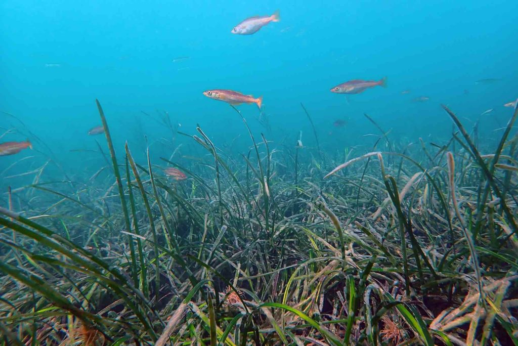 Pollack in seagrass