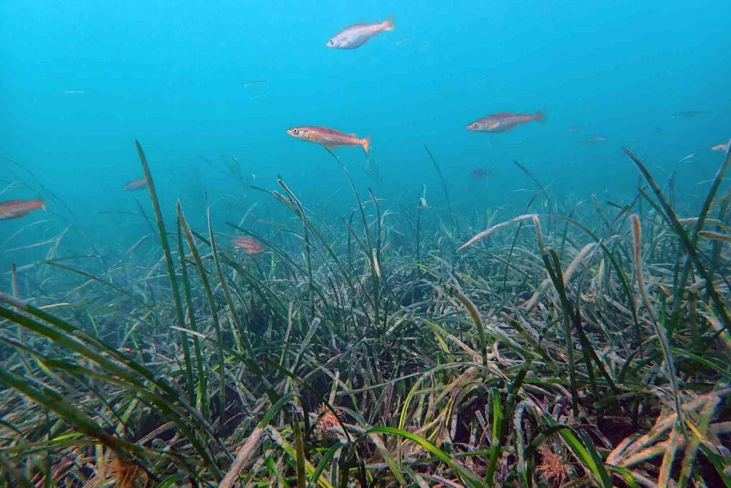 海草の中のスケトウダラ