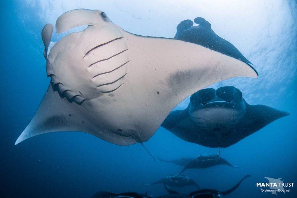 Reef manta rays in the Maldives