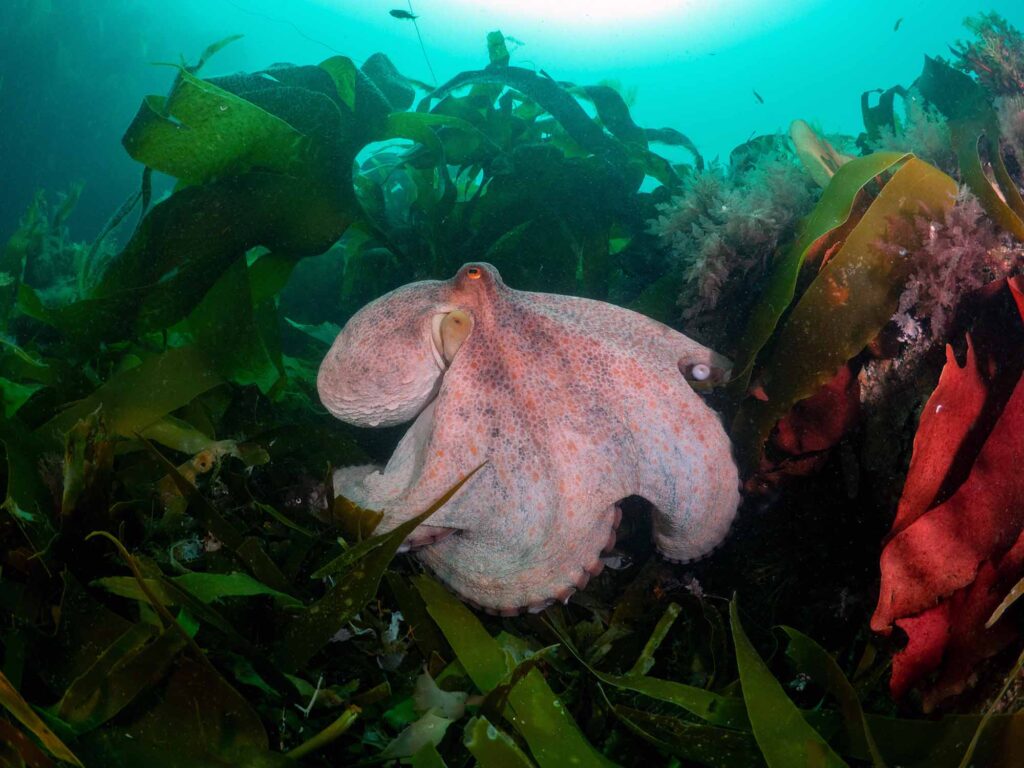 Bläckfiskar blomstrar i Cornwall