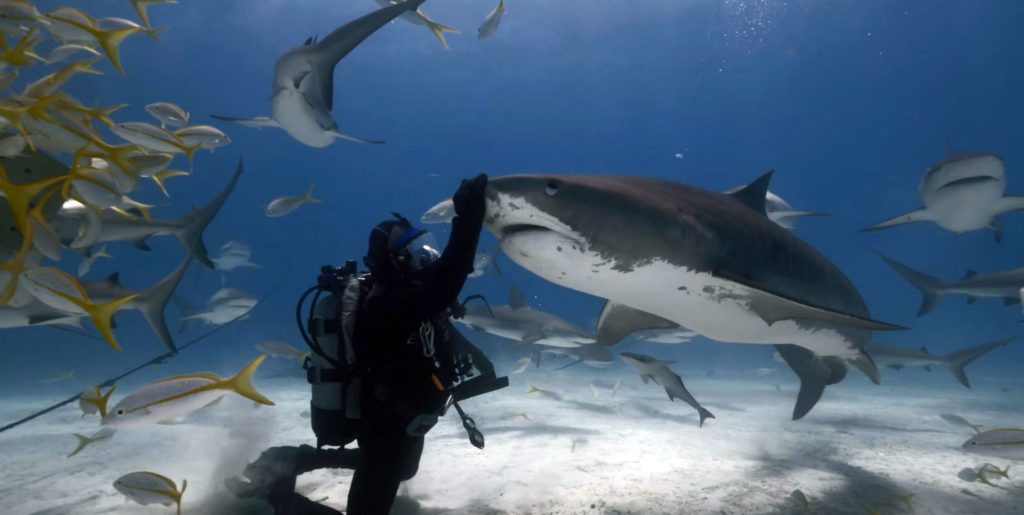 Ocean Film Festival Bahamas shark dive