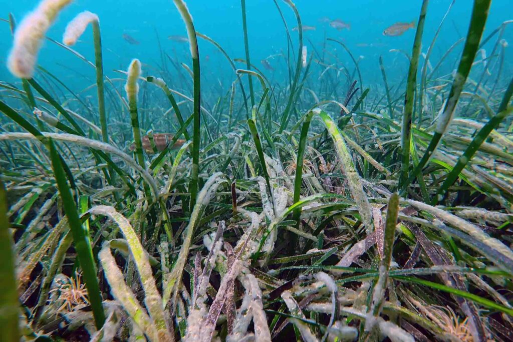 Prairie d'herbiers marins