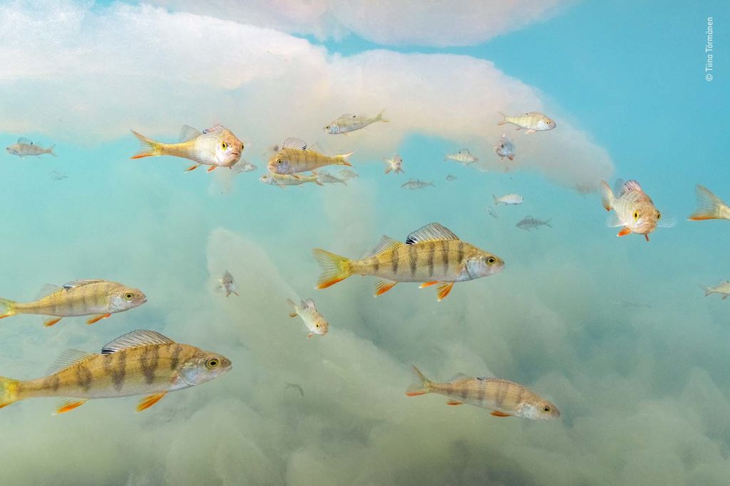 NHM Pesce persico nel lago di alghe