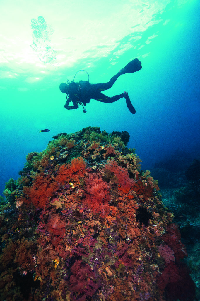 Caption: Raja Ampat Diary: Diving in the Depths of the Ocean