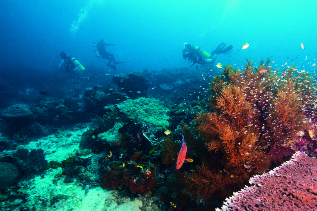 Raja Ampat Diary: Diving at the Dense Reef