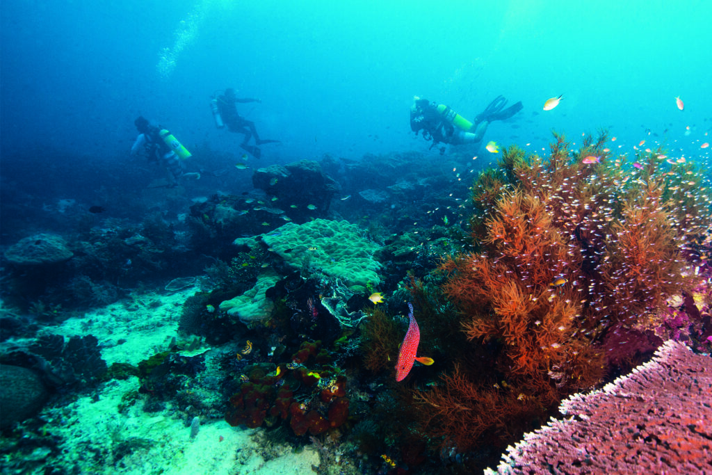 Raja Ampat Diary: Dykning vid det täta revet